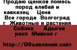 Продаю щенков помесь пород алабай и кавказец. › Цена ­ 1 500 - Все города, Волгоград г. Животные и растения » Собаки   . Адыгея респ.,Майкоп г.